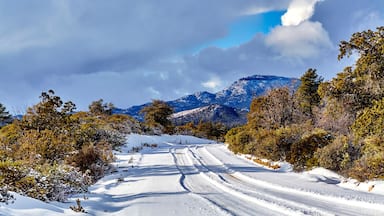 Snow covered mountain road with junipers and oak trees