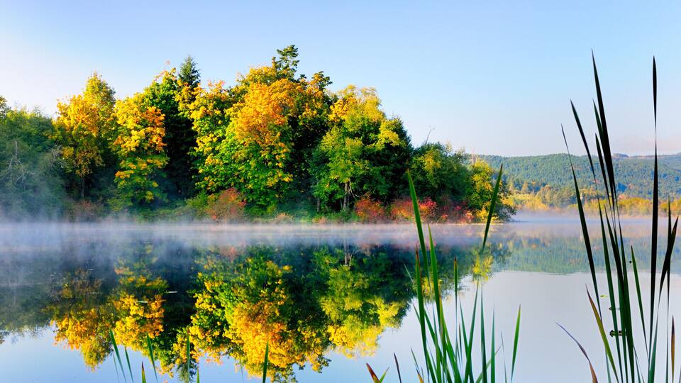 A calm lake with reflections of trees and reeds.