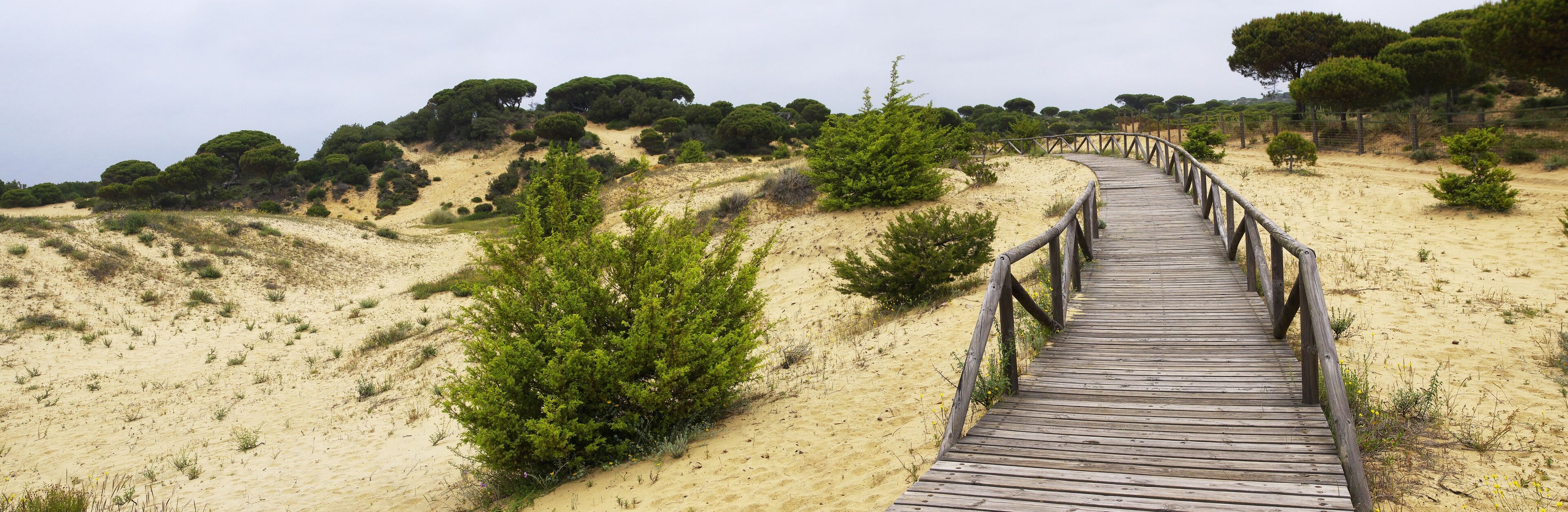 A winding wooden boardwalk across the dunes near Matalascanas, Province Huelva, Andalusia, Spain