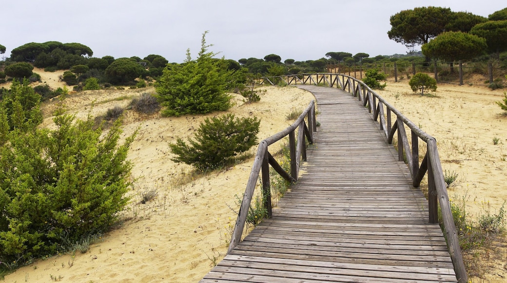 A winding wooden boardwalk across the dunes near Matalascanas, Province Huelva, Andalusia, Spain