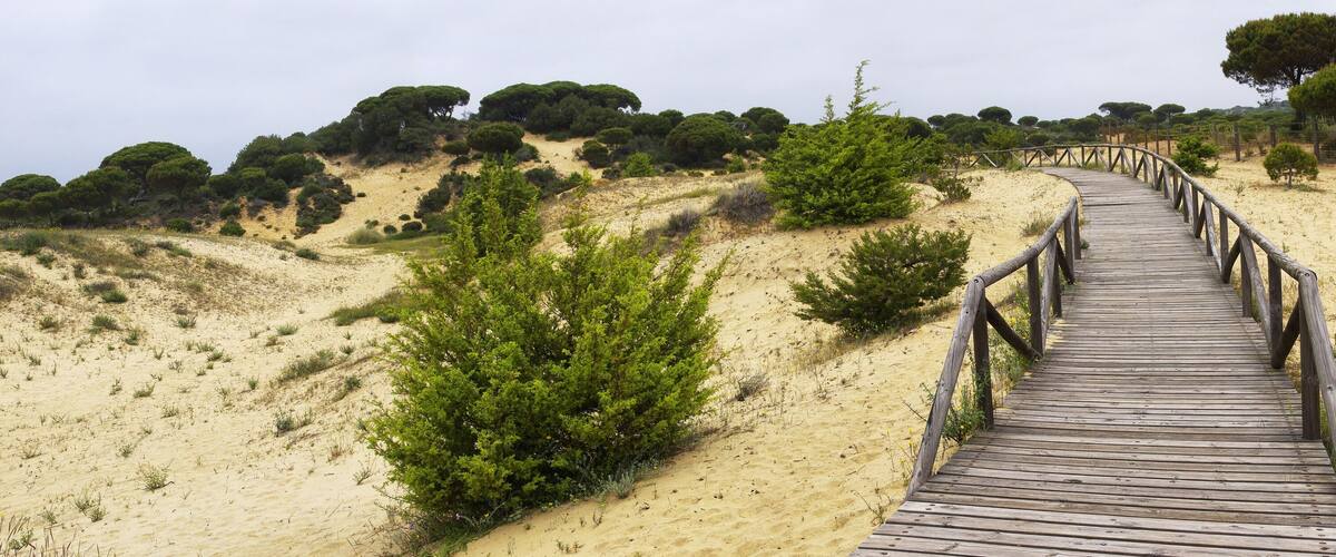 A wooden boardwalk winding through a sandy landscape with sparse vegetation and trees.