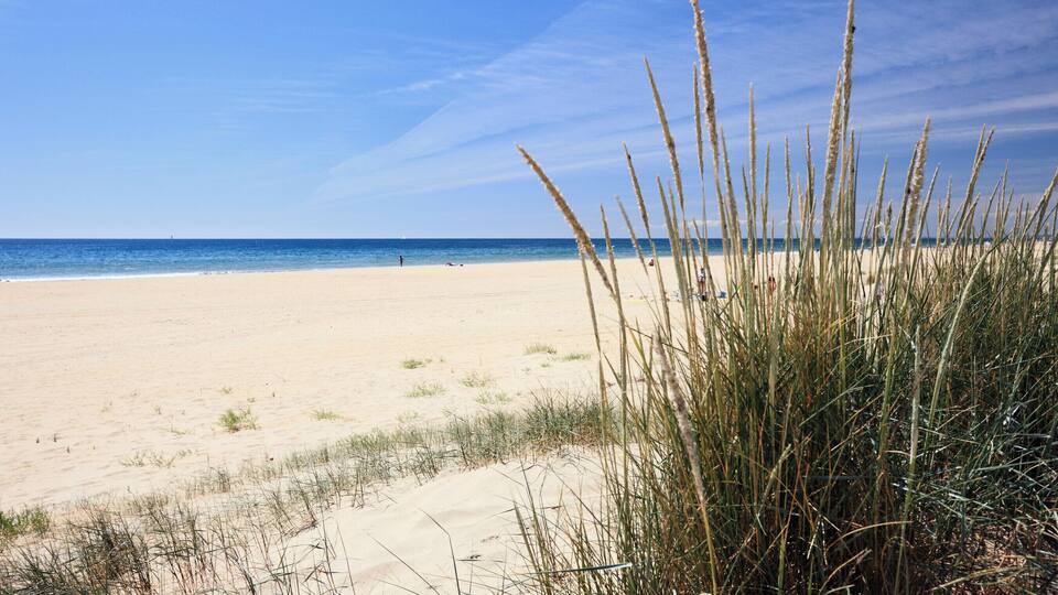 A sandy beach with tall grass in the foreground and a clear blue sky.