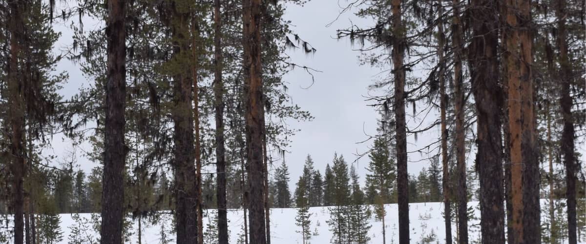 Un grupo de perros de trineo jala un trineo por un bosque nevado.