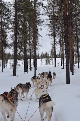 A group of sled dogs pulling a sled through a snowy forest.