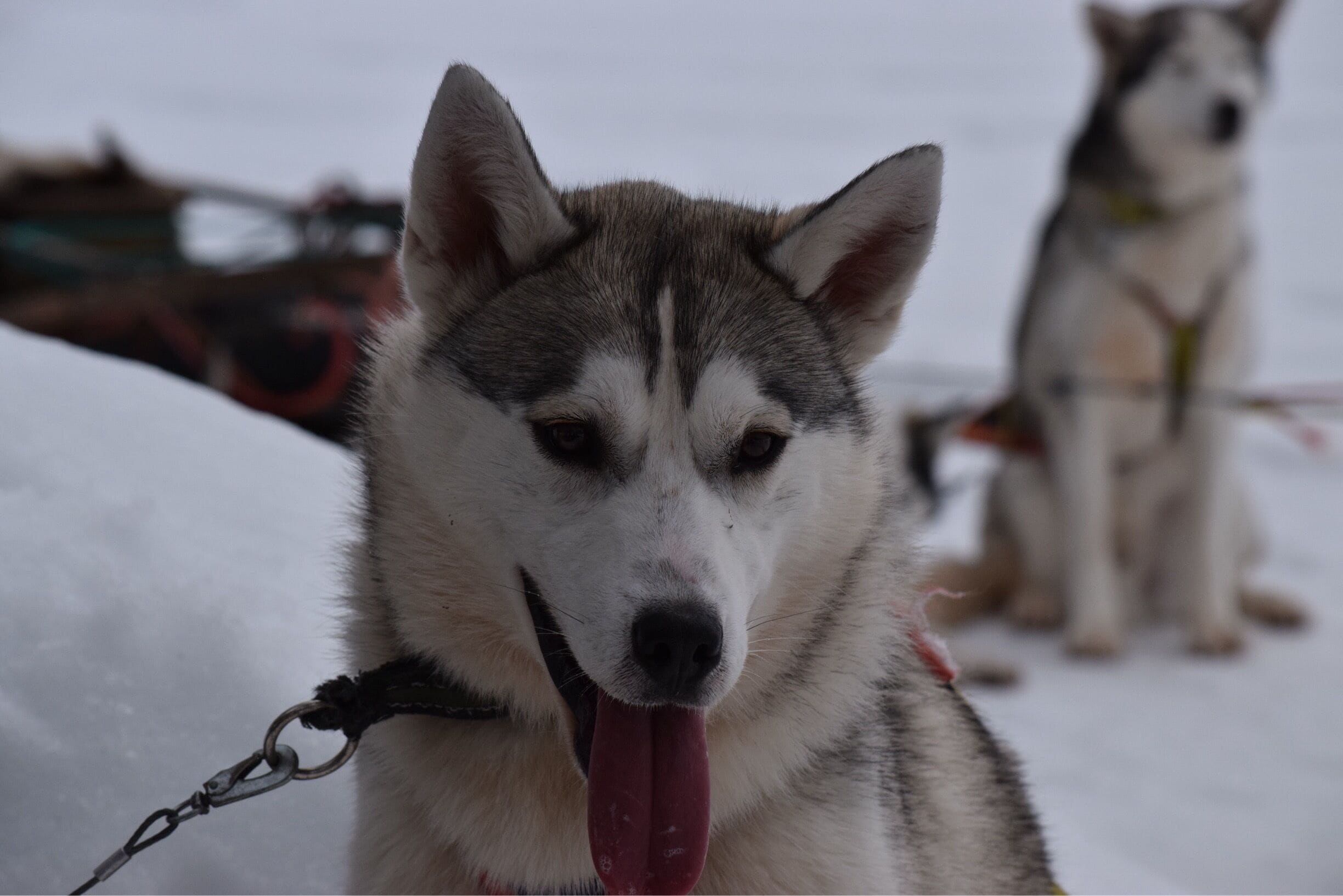A well earned rest during a dog sled tour from Jokkmokk
#winterwonders