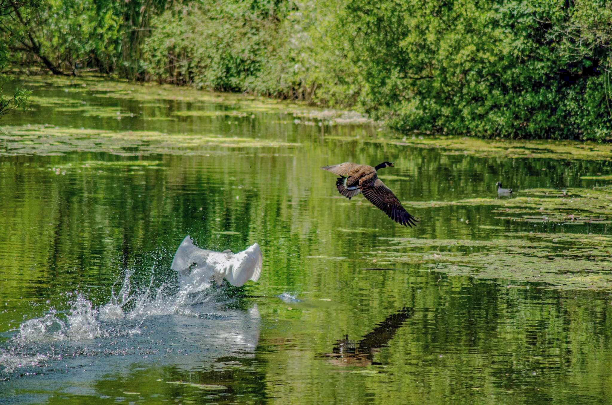 Swans versus Geese. The exterior of the fort is open any time, interior currently opens 2nd Saturday of the month. Lots of wildlife around the fort moat.