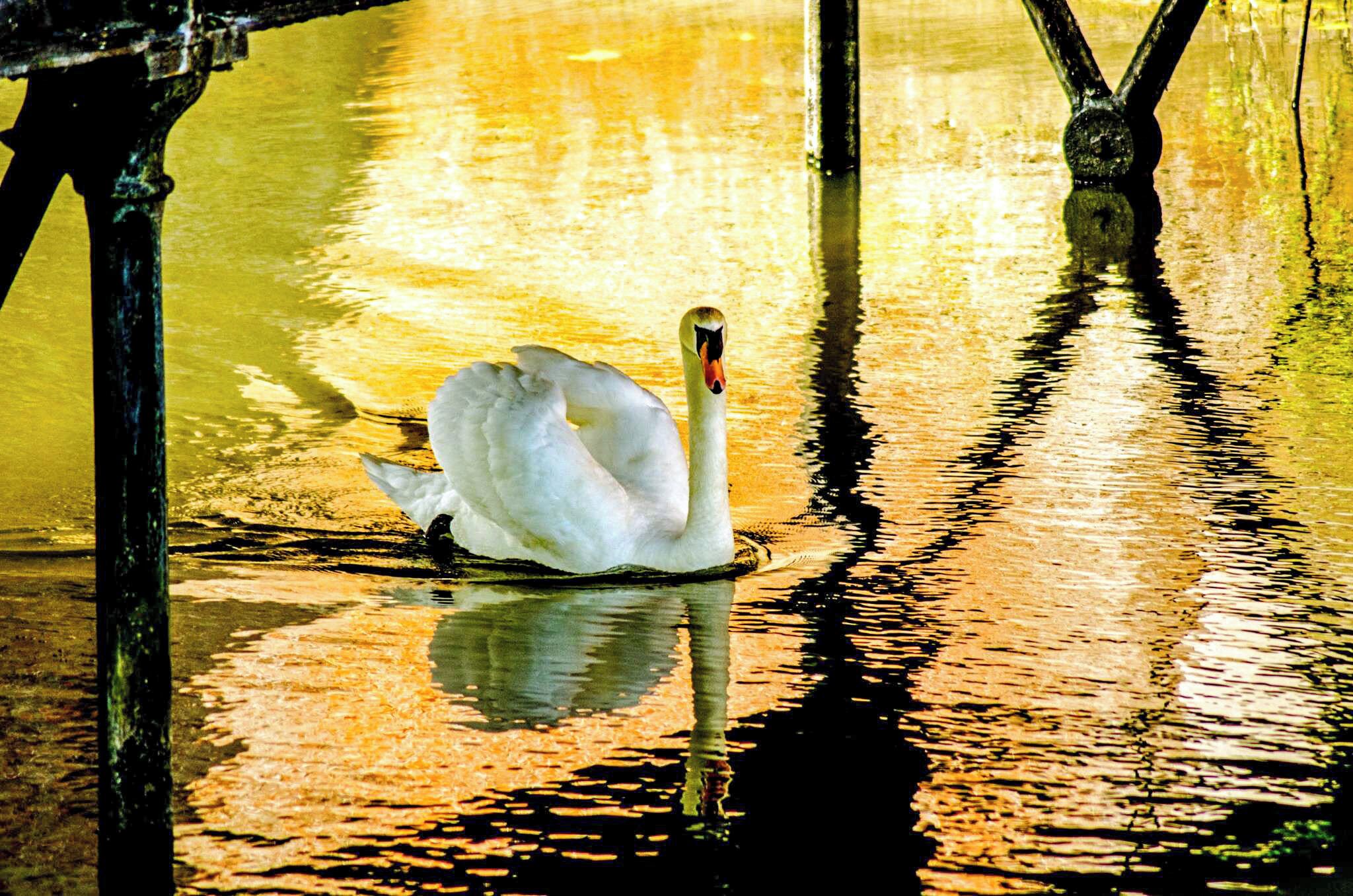 Swan gracefully gliding under the bridge into Fort Brockhurst. The exterior is open any time, interior currently opens 2nd Saturday of the month.