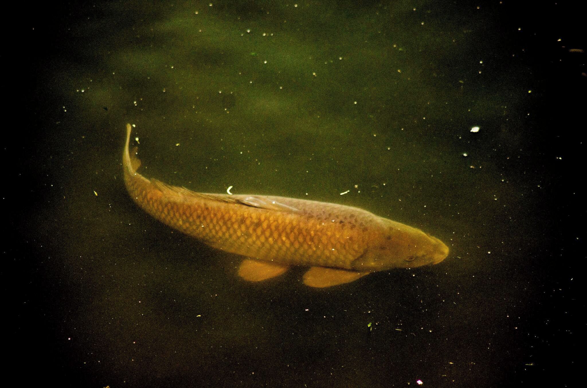 There are some big fish in the moat who like to be fed bread. The exterior of the fort is open any time, interior currently opens 2nd Saturday of the month. Lots of wildlife around the fort moat.