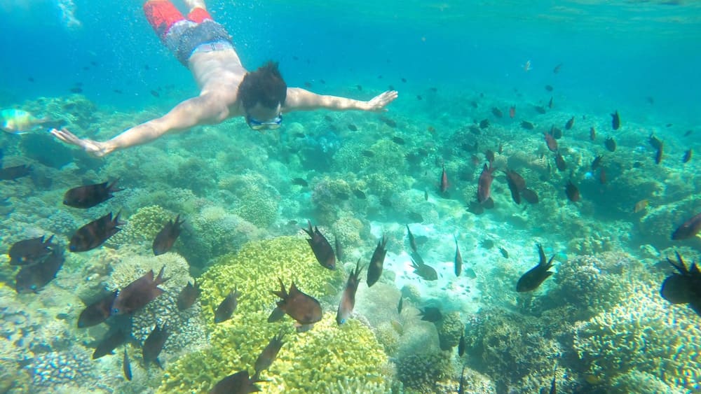Spectacular coral garden in Maniknik Island.