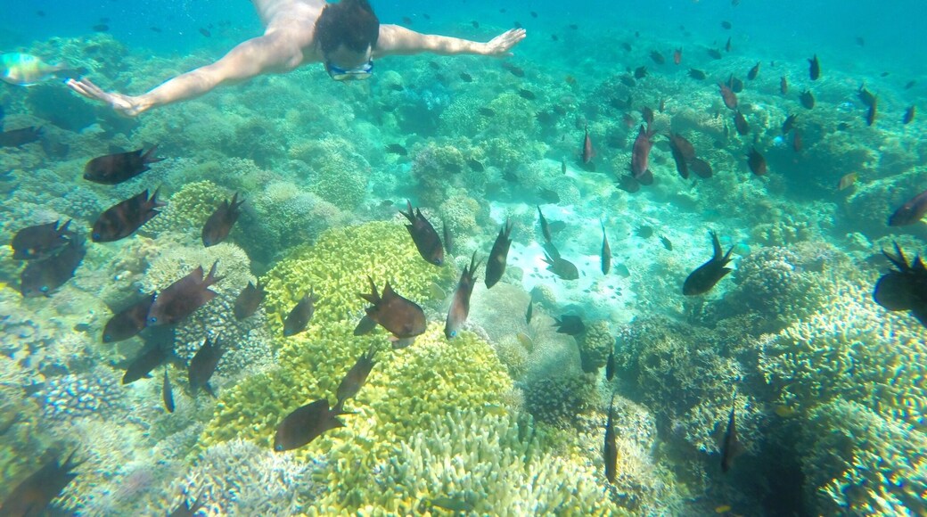 Spectacular coral garden in Maniknik Island.