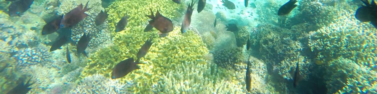 Spectacular coral garden in Maniknik Island.