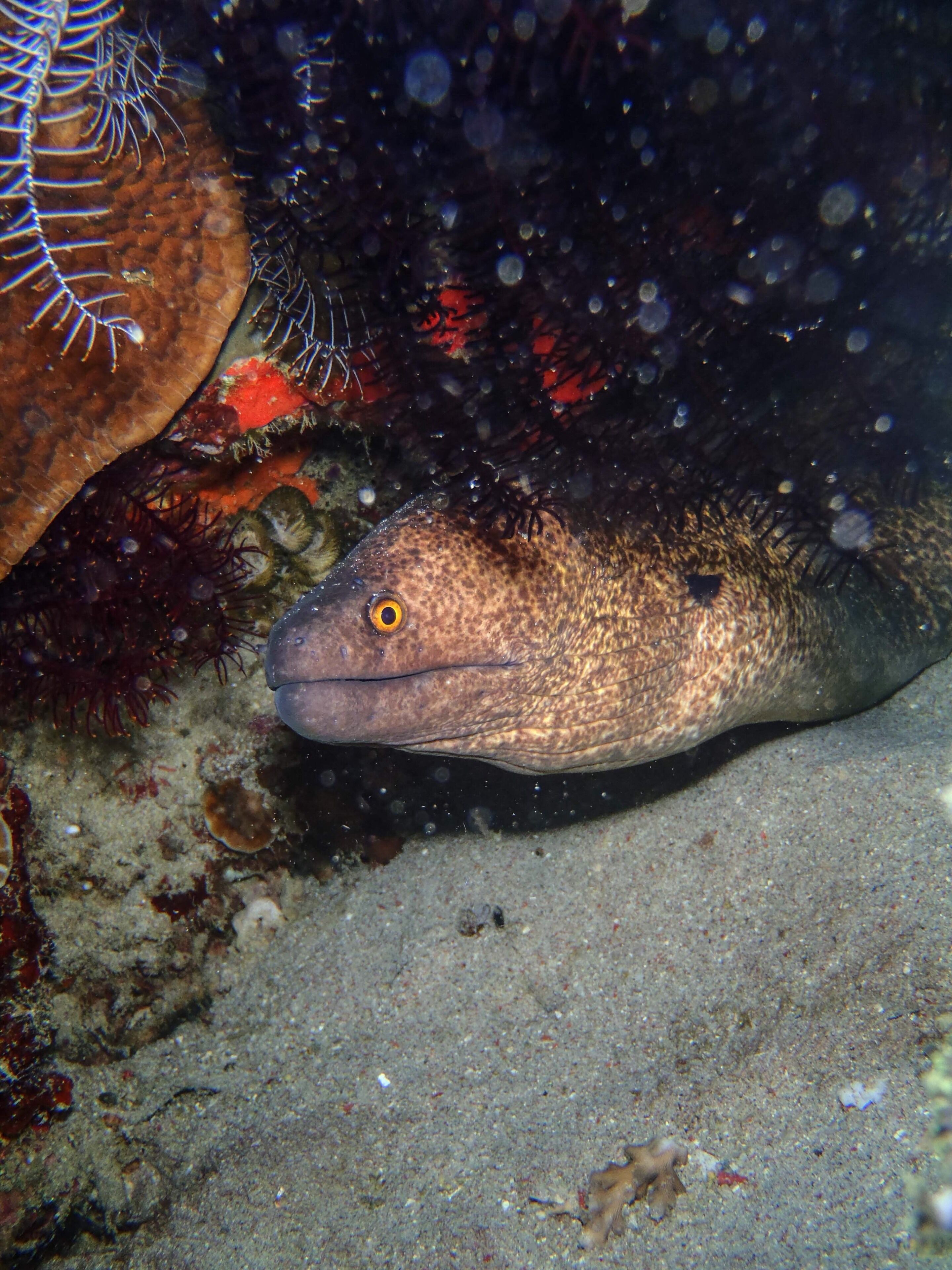 A moray eel near Sabang Beach in the #Philippines 🇵🇭. The #diving is excellent around here, with really clear water and many interesting dive sites.
#LifeAtExpedia
