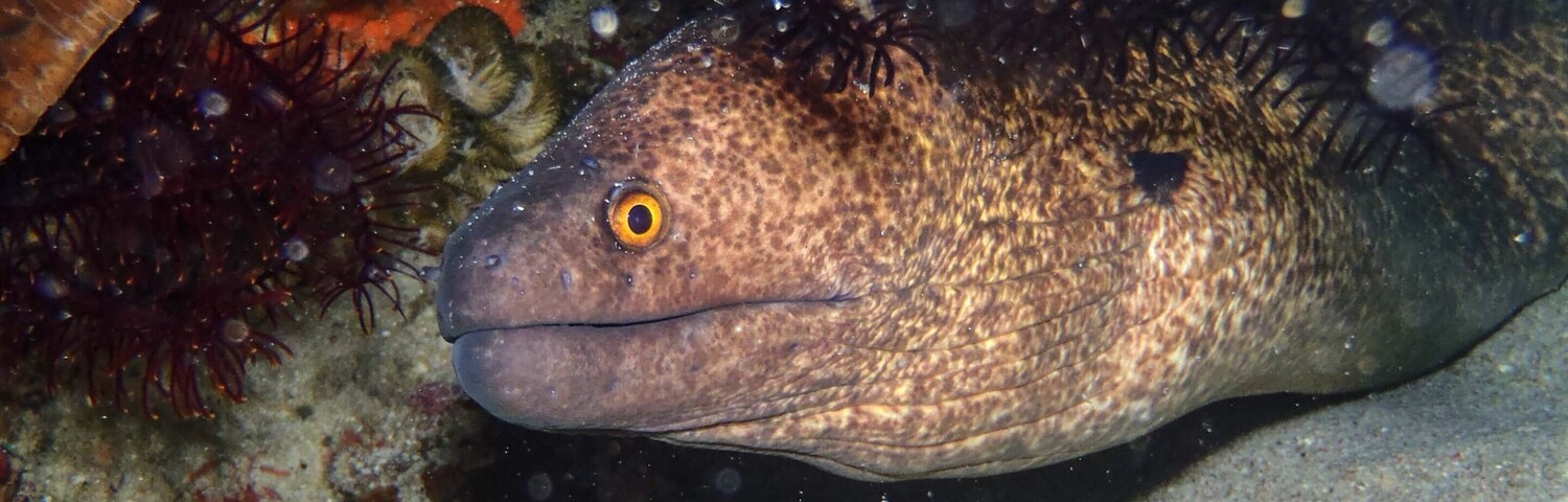 A moray eel near Sabang Beach in the #Philippines 🇵🇭. The #diving is excellent around here, with really clear water and many interesting dive sites.
#LifeAtExpedia