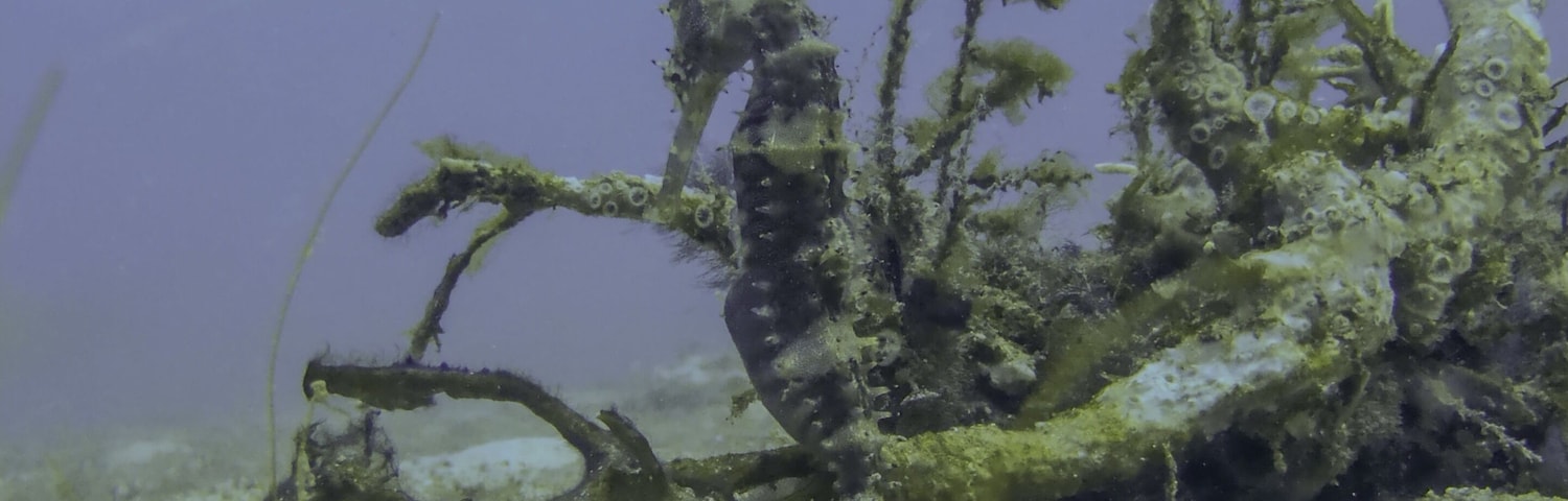 A #seahorse at the dive site called “The Hill” near Sabang Beach, Puerto Galera in the #Philippines 🇵🇭
#LifeAtExpedia