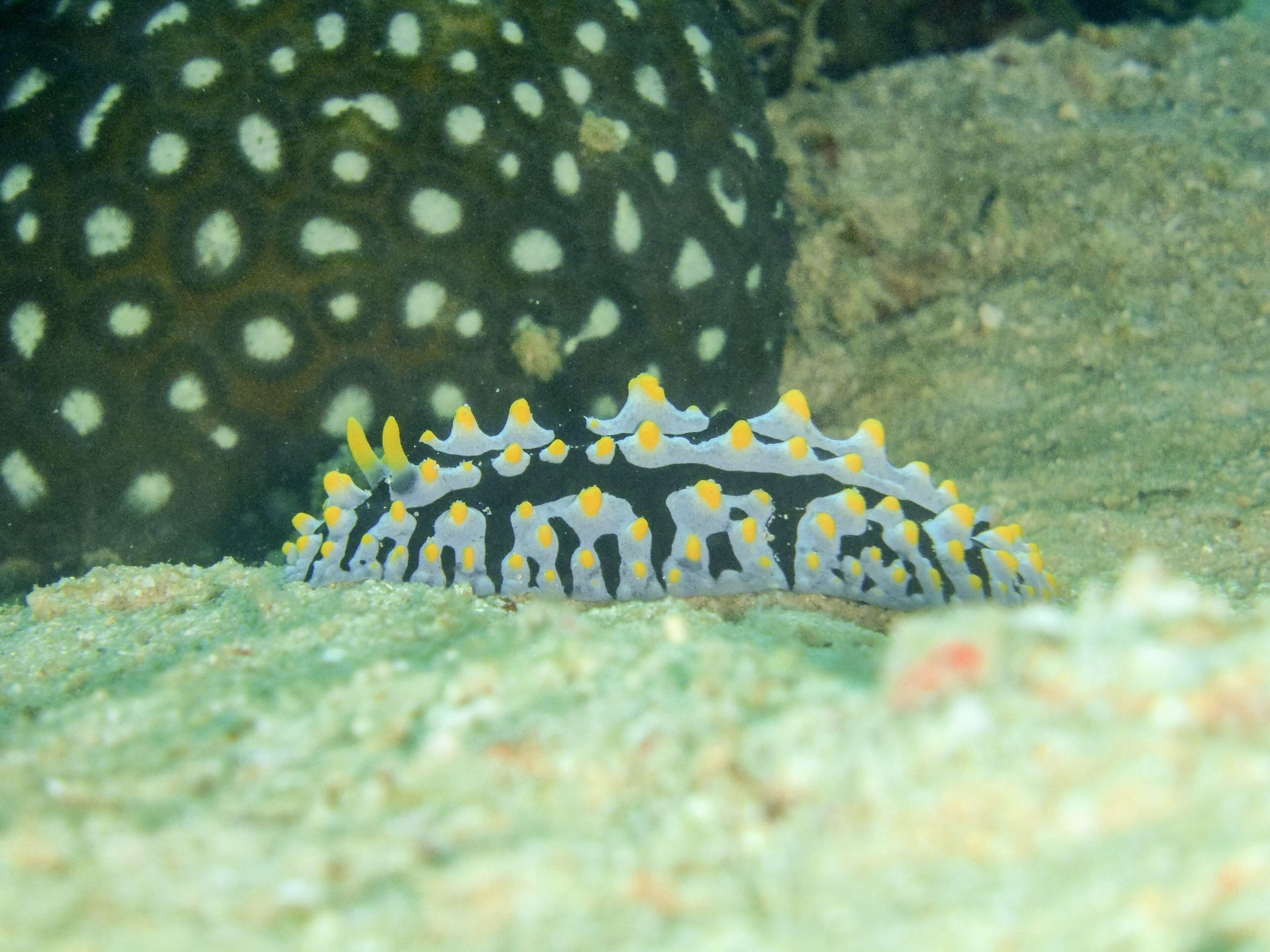 The #nudibranch is one of the weirder creatures you’re likely to encounter while #diving. This colourful little critter was spotted at a dive site called The Hill, off Sabang Beach near Puerto Galera on the #Philippines 🇵🇭
#LifeAtExpedia