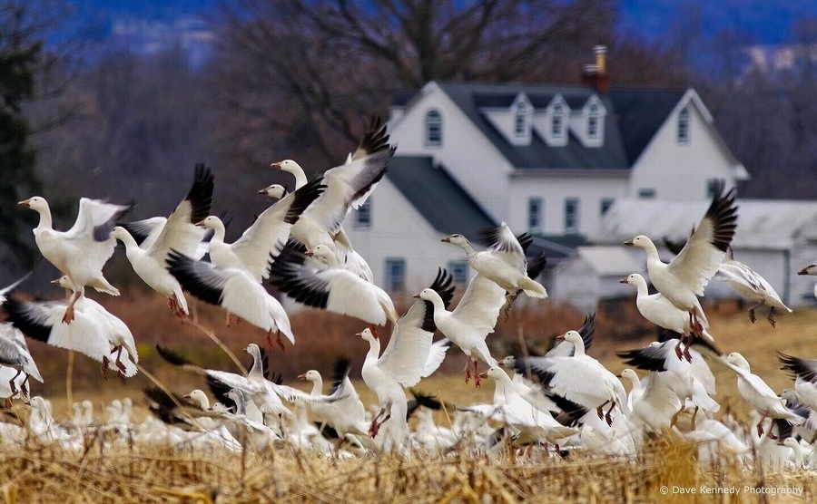 A huge flock of snow geese near my house in central Pennsylvania.