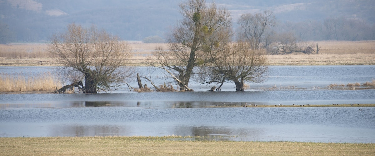 A flooded landscape with trees partially submerged in water, surrounded by open fields and distant trees.