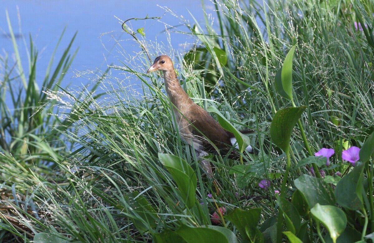 A juvenile moorhen that was skulking around in the grass along the waters edge. At first I thought it was a king rail by the way it was moving in and out of the grass. 