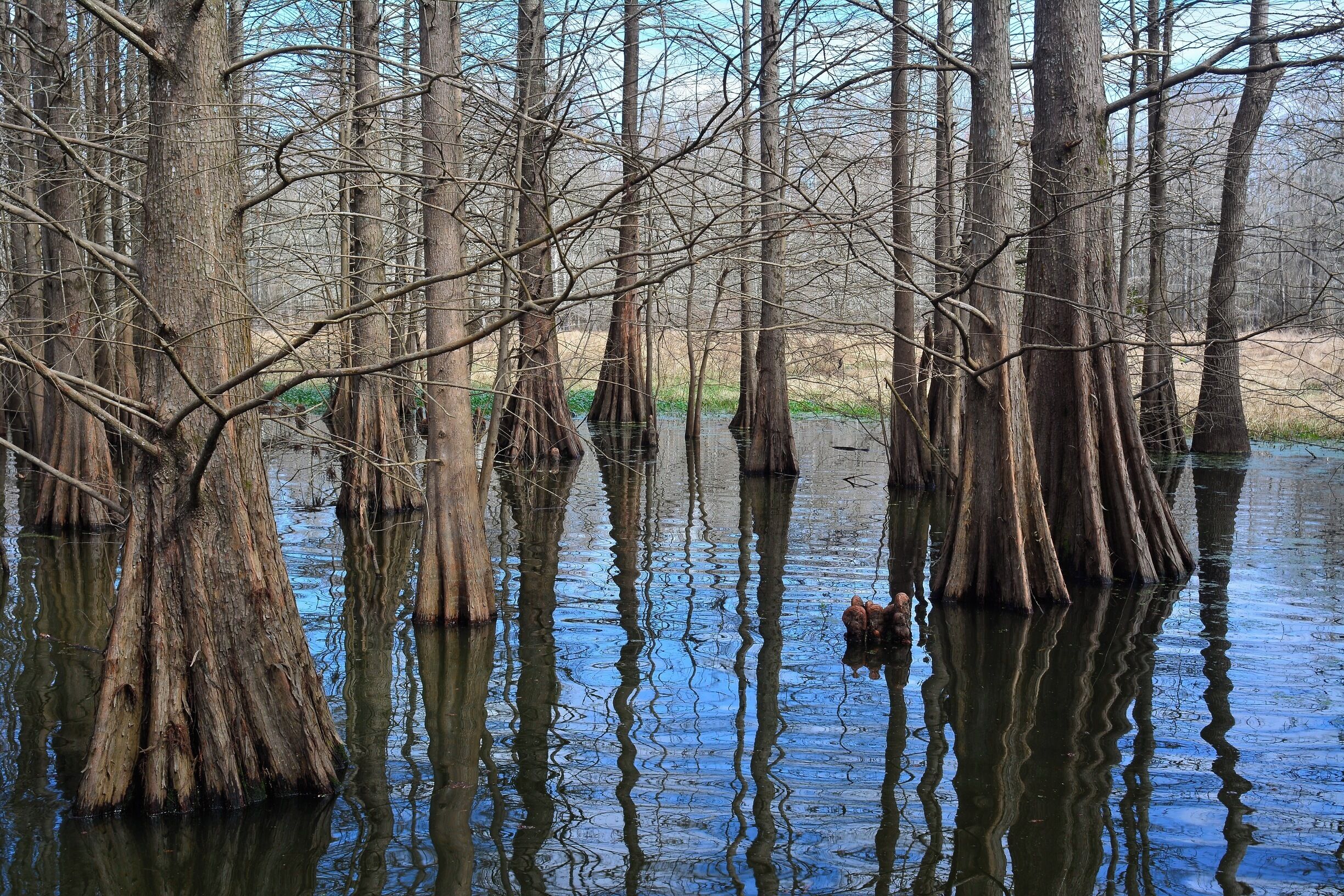 Cypress and dark water, Bogue Chitto NWR, Pearl River, La.