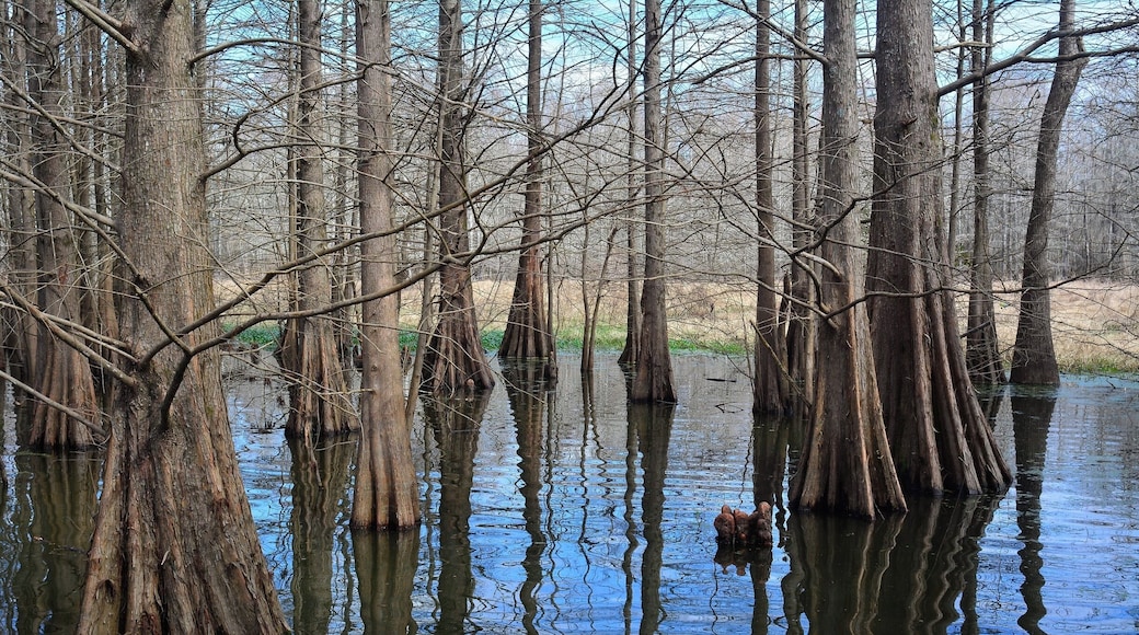 Cypress and dark water, Bogue Chitto NWR, Pearl River, La.