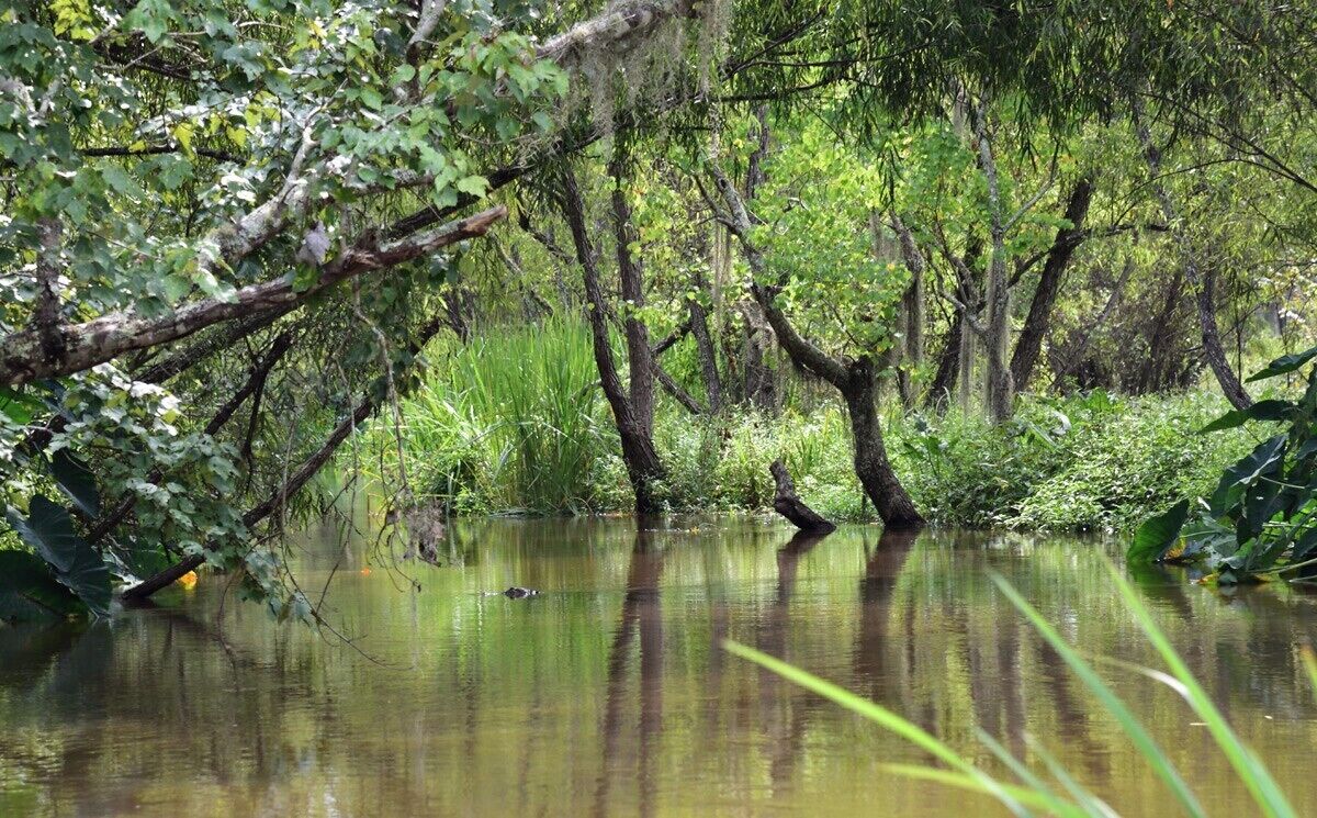 A small channel with a gaotor swimming in the distance.