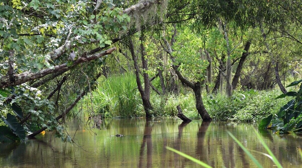 A small channel with a gaotor swimming in the distance.
