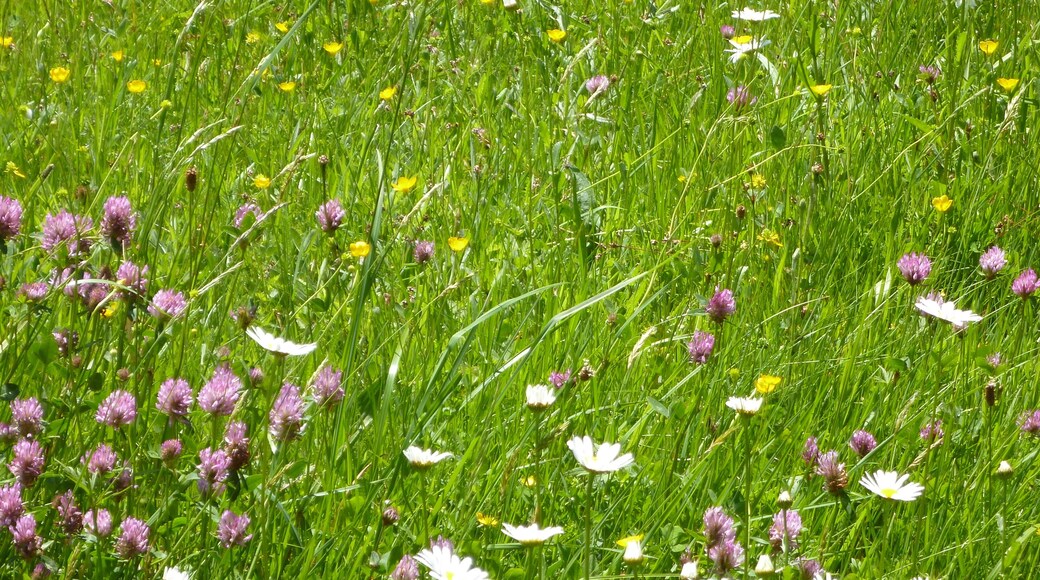 Blumenwiese Mai 2012