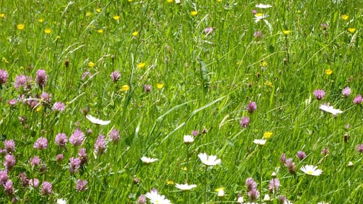 Blumenwiese Mai 2012
