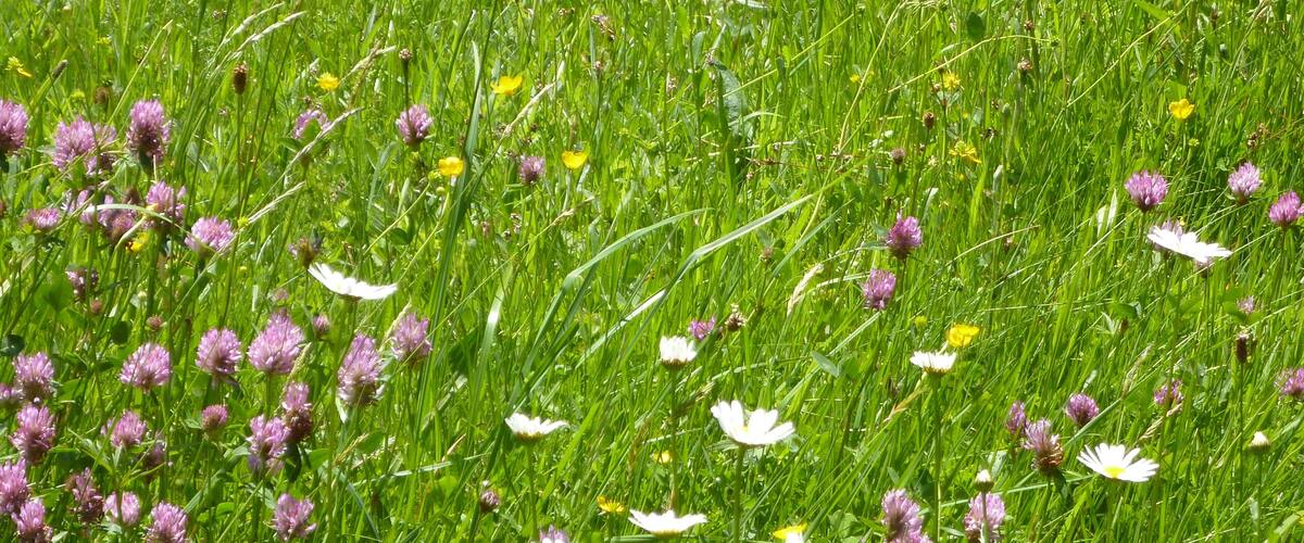 A field of clover and daisies with green grass.