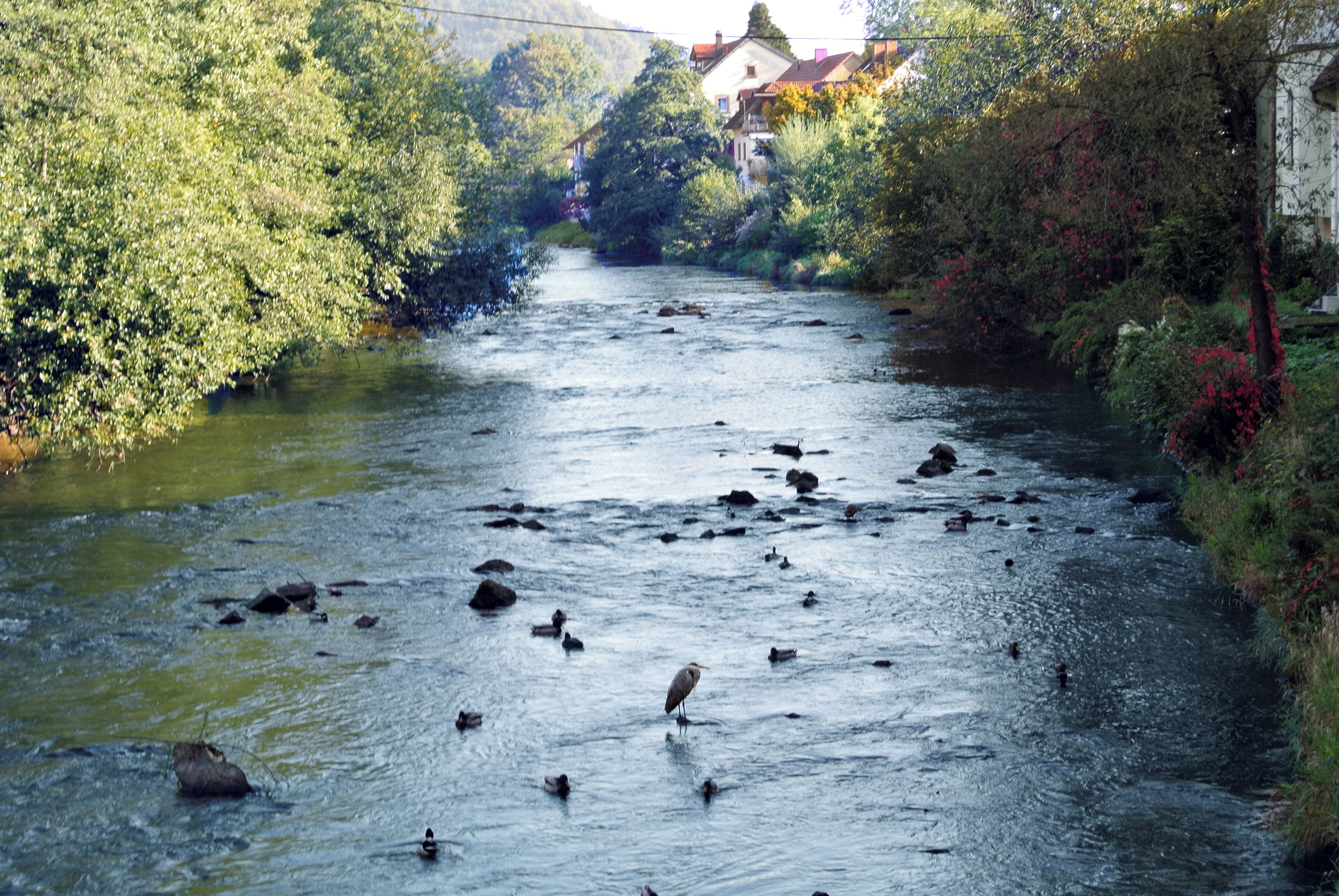 Graureiher in der Elz bei Waldkirch
