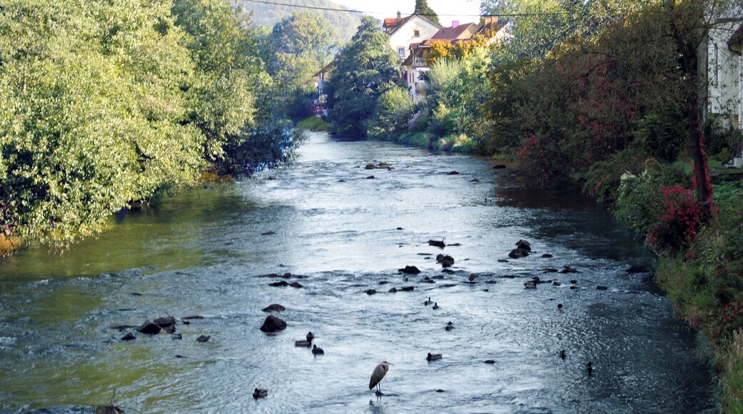 Graureiher in der Elz bei Waldkirch