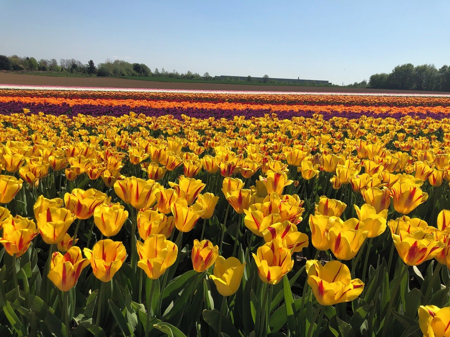 🌷❤️