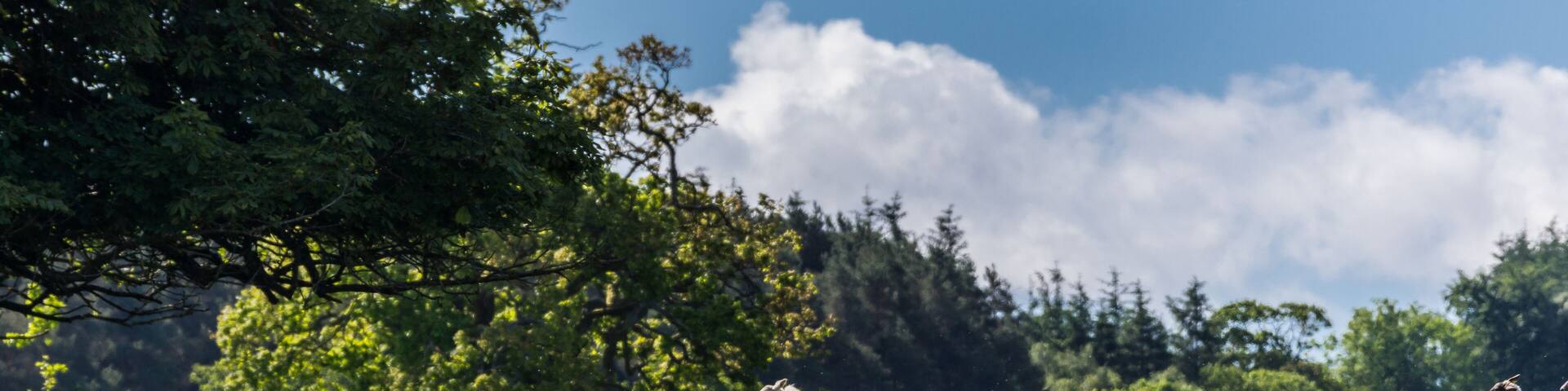 Cumnock, Ayrshire, Scotland, UK - June 18, 2012: Bucolic scene of flock of white sheep running on green pasture backed by darker green trees under blue sky wiht white clouds.
