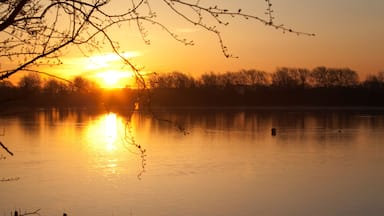 A sunset over a calm lake with silhouettes of trees and cattails.