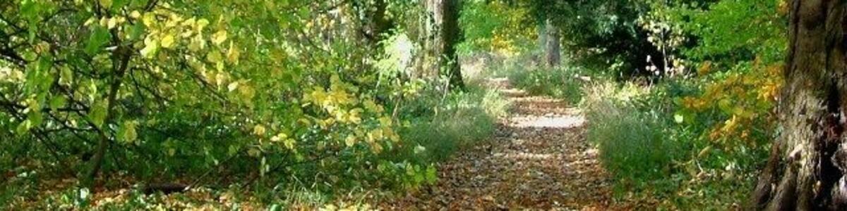 An Autumnal Stroll An afternoons autumnal stroll near Hardwick Hall in Derbyshire. 335818 (about 50metres behind the viewpoint) : Previous -- (21 of 27) -- Next (continue ahead) : 336426 The photograph was taken in a narrow strip of woodland called Lady Spencers Wood. The walk follows the footpath in a westerly (ahead) direction through this wood.