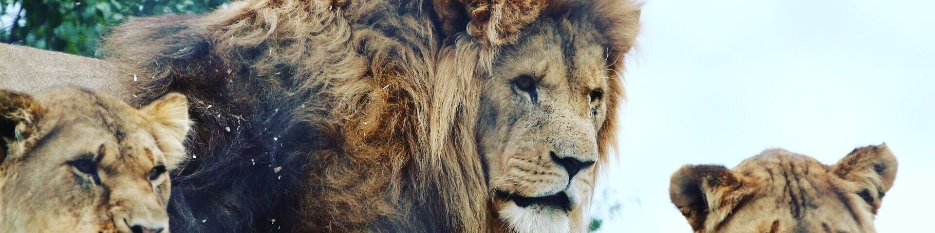 Lions and lionesses 🦁 #lion #lioness #bigcats #safari