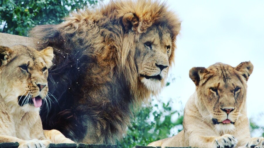 Lions and lionesses 🦁 #lion #lioness #bigcats #safari