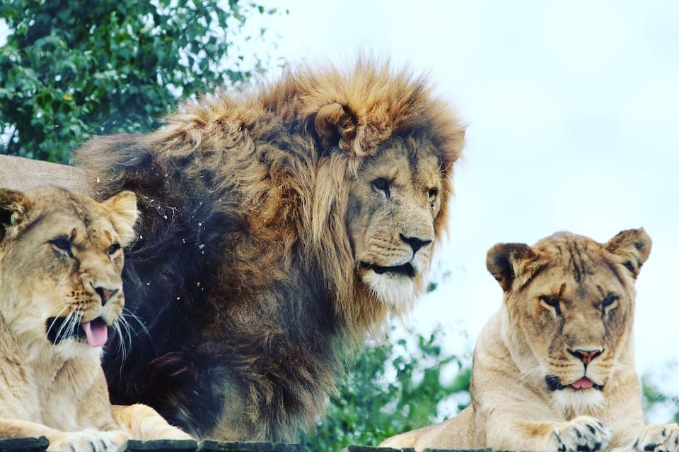 Un gruppo di leoni, tra cui un maschio imponente con una criniera e due femmine.