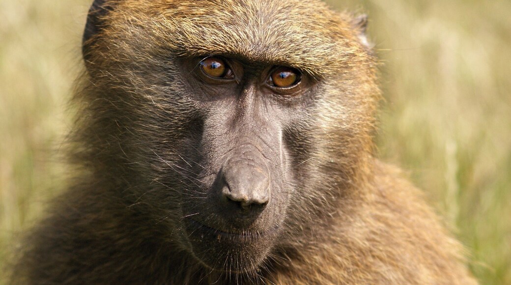 His eyes are so kind and gentle