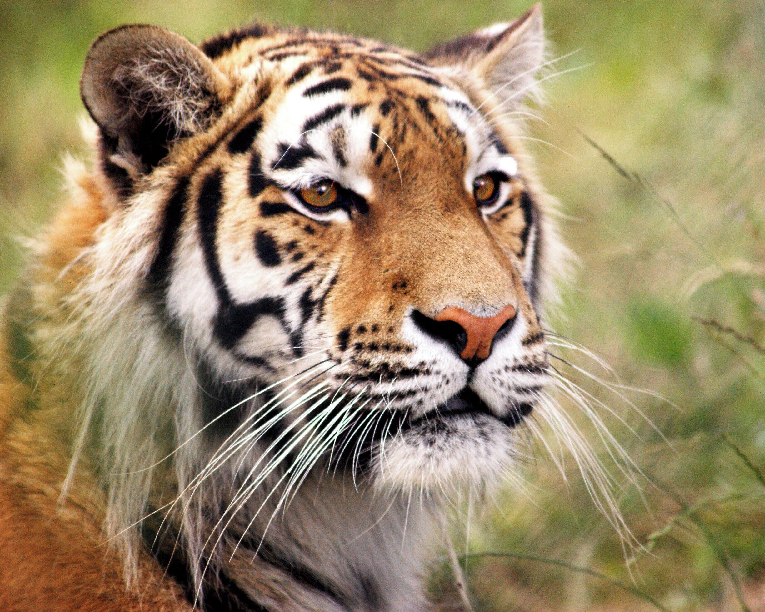 A special morning photo visit, a very handsome young tiger