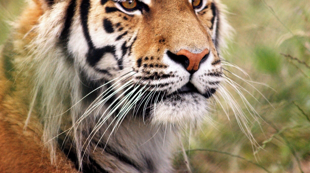 A special morning photo visit, a very handsome young tiger