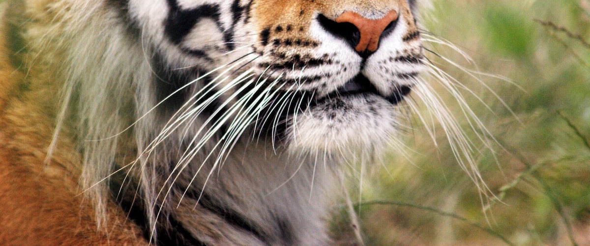 A special morning photo visit, a very handsome young tiger