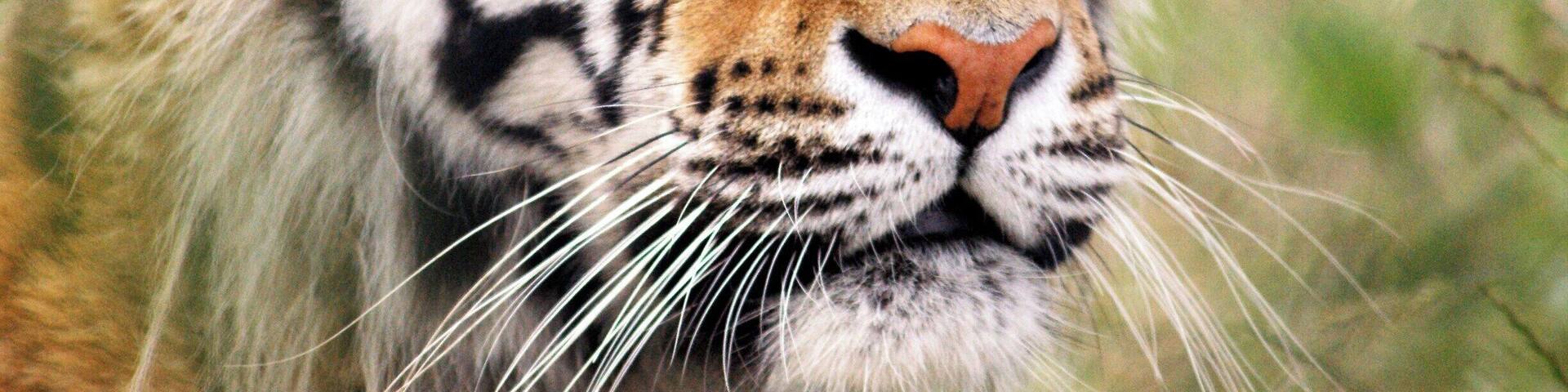 A special morning photo visit, a very handsome young tiger