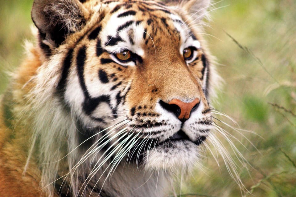 Ein Nahaufnahme des Gesichtes eines Tigers mit markanten Streifen und Schnurrhaaren.