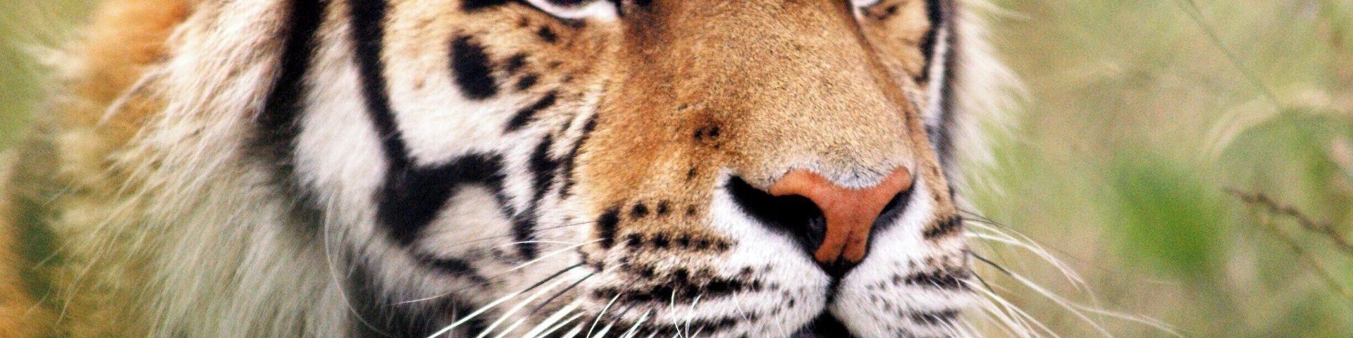 A special morning photo visit, a very handsome young tiger