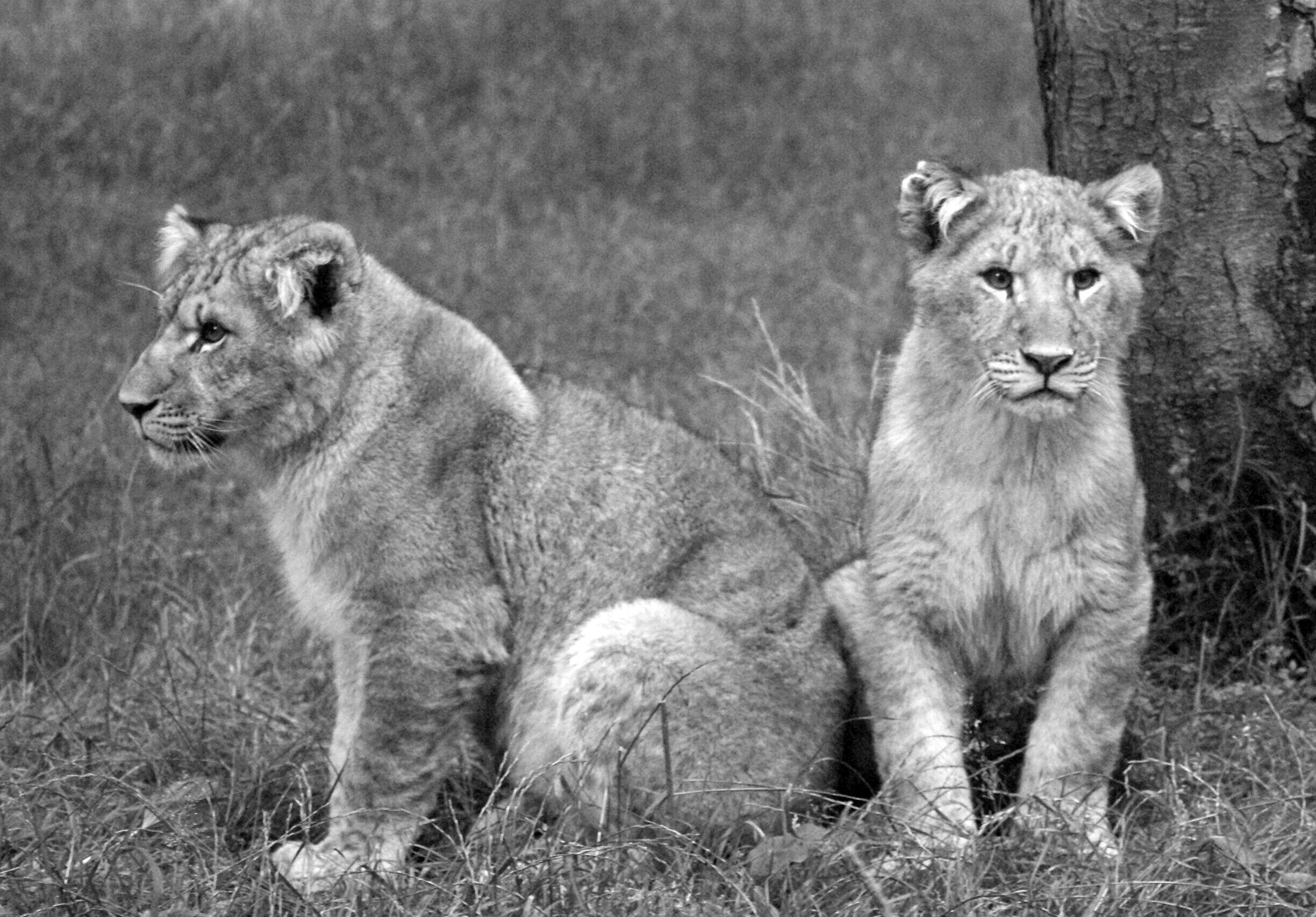 Young lion cubs