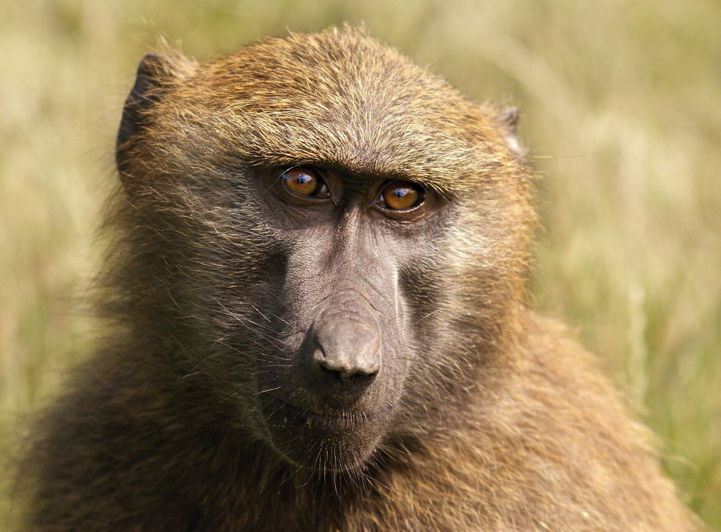 Such close relatives of ours