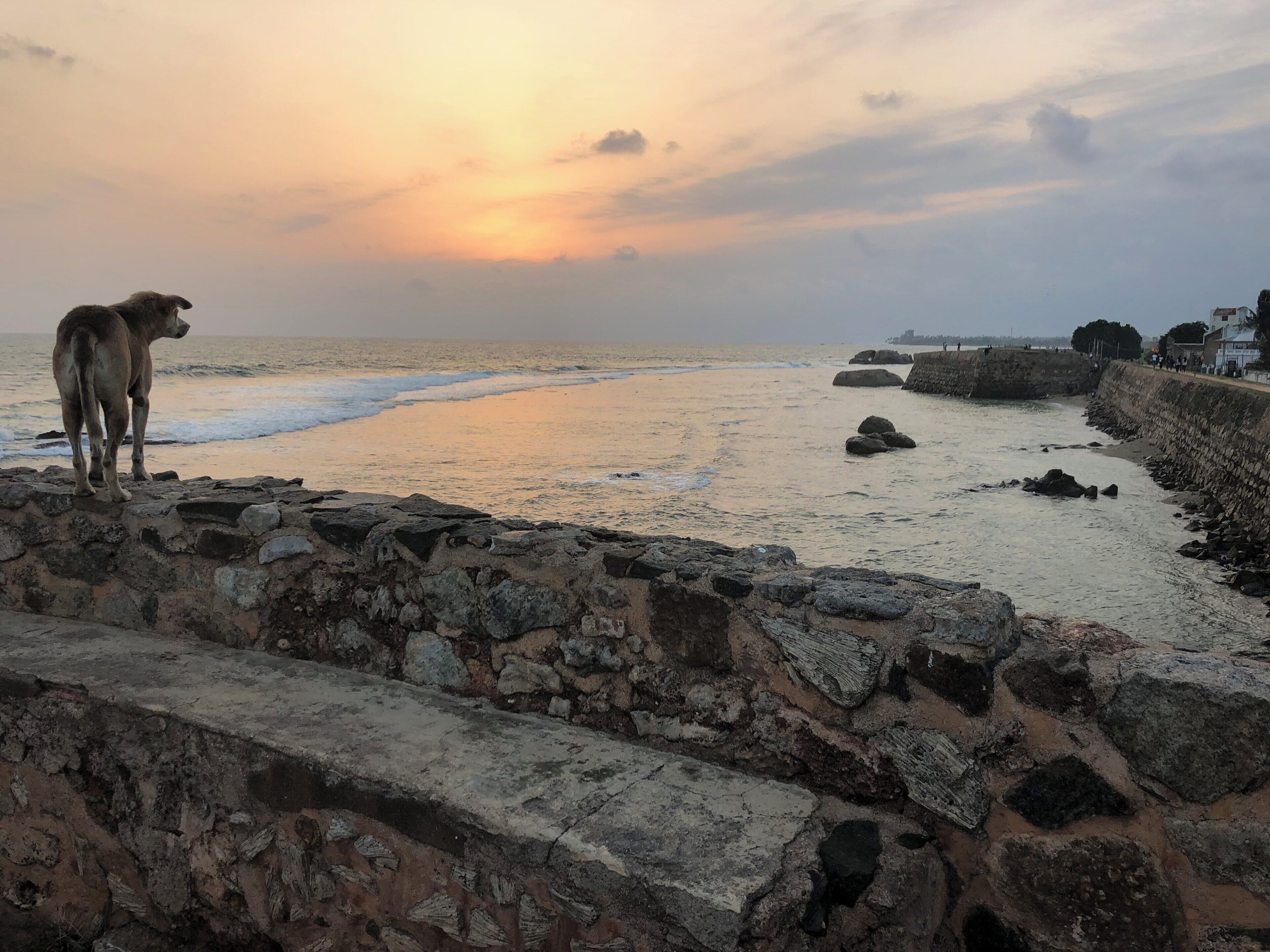 The dog also enjoying sunset :)