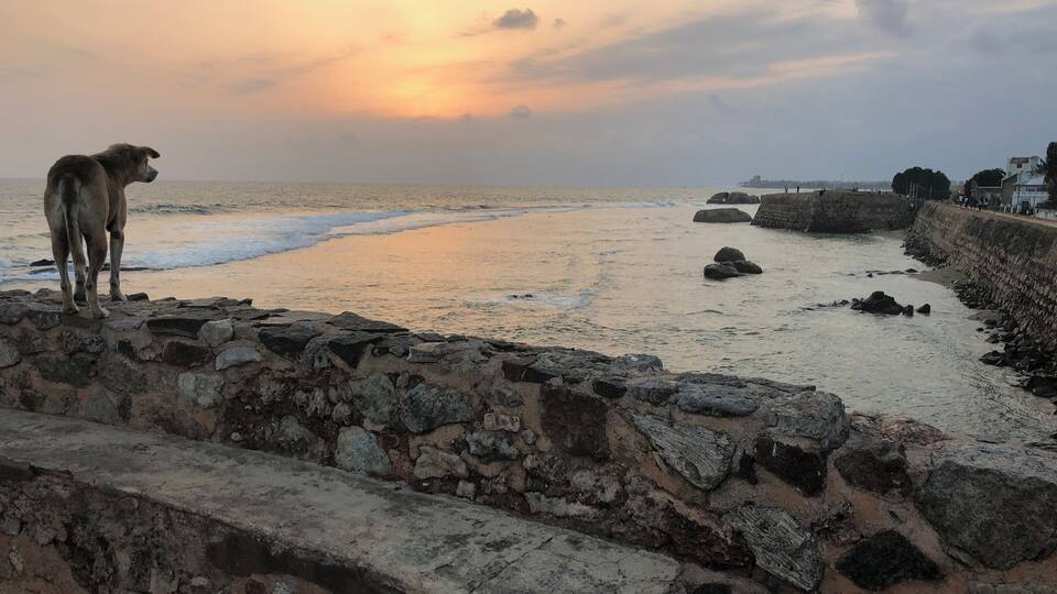 The dog also enjoying sunset :)