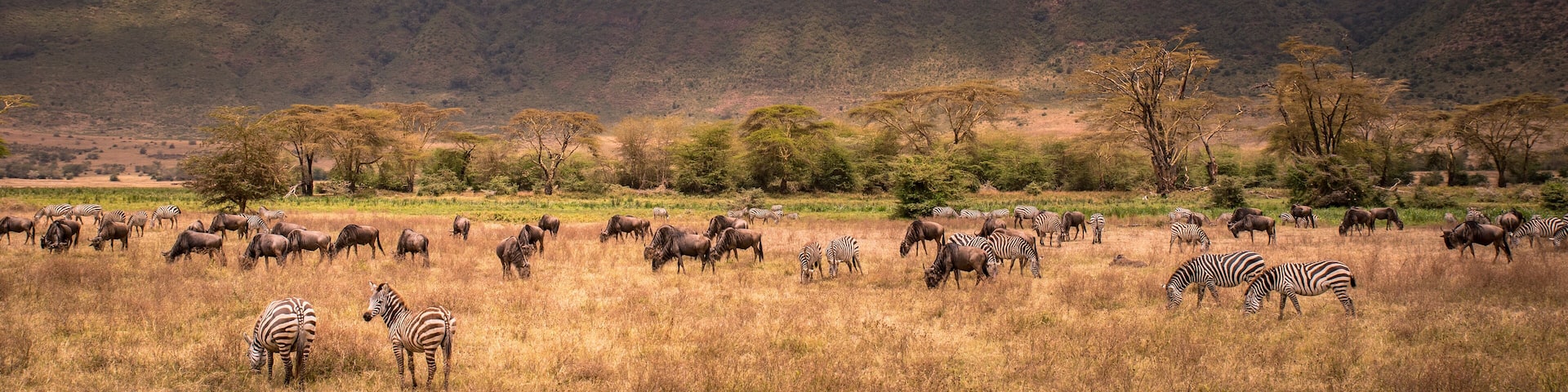 Landscape of Ngorongoro crater - Herd of wild animals grazing on grassland - herd of zebra and wildebeests (also known as gnus) at sunset - Ngorongoro Conservation Area, Tanzania, Africa